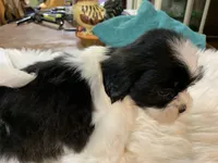 Buttercup , a female Shih Tzu for sale in Lucedale, MS – 3 of 9