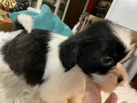 Buttercup , a female Shih Tzu for sale in Lucedale, MS – 8 of 9