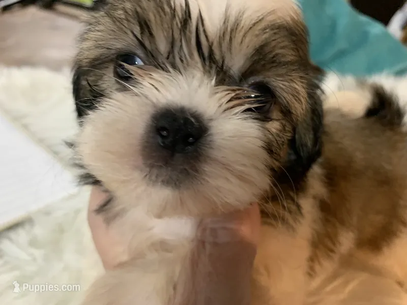 Divia – Shih Tzu puppy on hold in Lucedale, MS