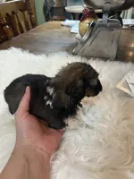 Ted, a male Shih Tzu for sale in Lucedale, MS – 3 of 3