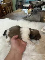 Divia, a female Shih Tzu for sale in Lucedale, MS – 2 of 3