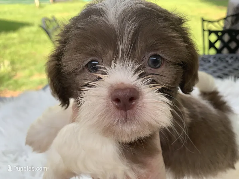 Ricky – Shih Tzu puppy for sale in Lucedale, MS