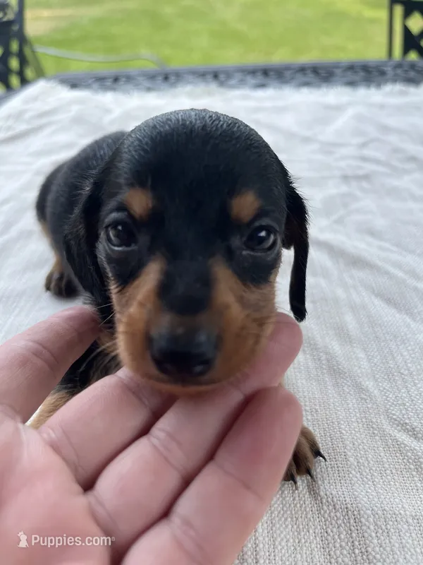 Doug – Miniature Dachshund puppy for sale in Lucedale, MS