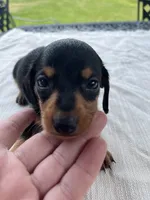 Doug, a male Miniature Dachshund for sale in Lucedale, MS – 1 of 3