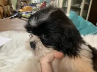 Betty jean, a female Shih Tzu for sale in Lucedale, MS – 4 of 7