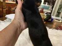 Sally , a female Miniature Dachshund for sale in Lucedale, MS – 3 of 3
