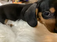 Spot, a male Miniature Dachshund for sale in Lucedale, MS – 7 of 9