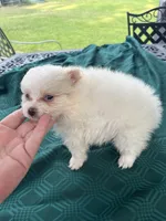 Rocky, a male Pomeranian for sale in Lucedale, MS – 2 of 6