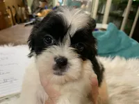Buttercup , a female Shih Tzu for sale in Lucedale, MS – 1 of 9