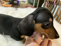 Spot, a male Miniature Dachshund for sale in Lucedale, MS – 2 of 9
