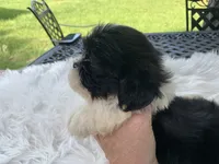 Henry, a male Shih Tzu for sale in Lucedale, MS – 4 of 4