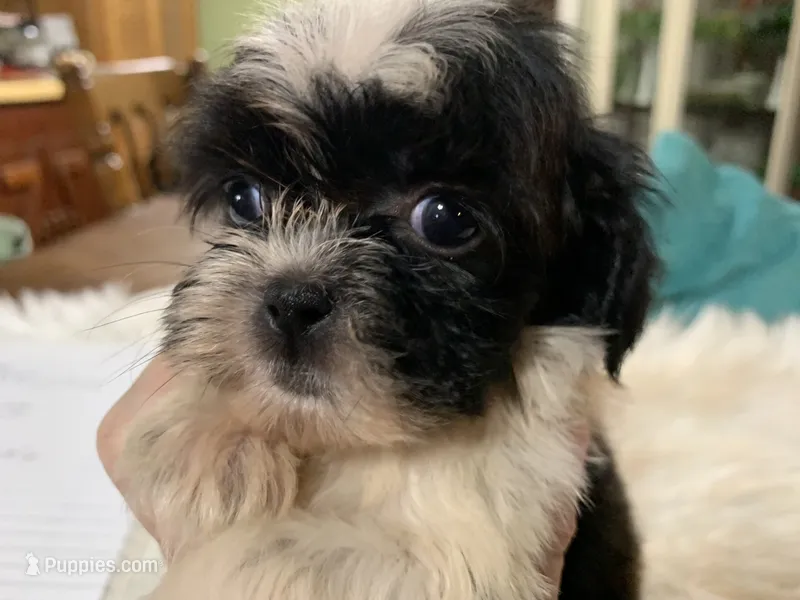 Susie – Shih Tzu puppy for sale in Lucedale, MS