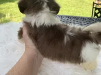 Ricky, a male Shih Tzu for sale in Lucedale, MS – 2 of 5