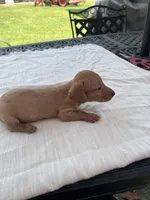 Hunter , a male Miniature Dachshund for sale in Lucedale, MS – 3 of 3