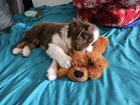 Charlie , a male Australian Shepherd for sale in Medford, WI – 3 of 3