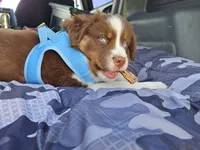 Charlie , a male Australian Shepherd for sale in Medford, WI – 2 of 3
