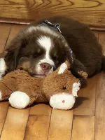 Charlie , a male Australian Shepherd for sale in Medford, WI – 2 of 3