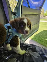 Charlie , a male Australian Shepherd for sale in Medford, WI – 3 of 3