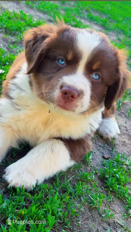 Charlie  – Australian Shepherd puppy for sale in Medford, WI