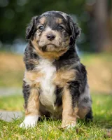 Casanova , a male Miniature Aussiedoodle for sale in Grants Pass, OR – Photo 4 of 7