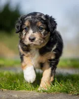 Casanova , a male Miniature Aussiedoodle for sale in Grants Pass, OR – Photo 6 of 7