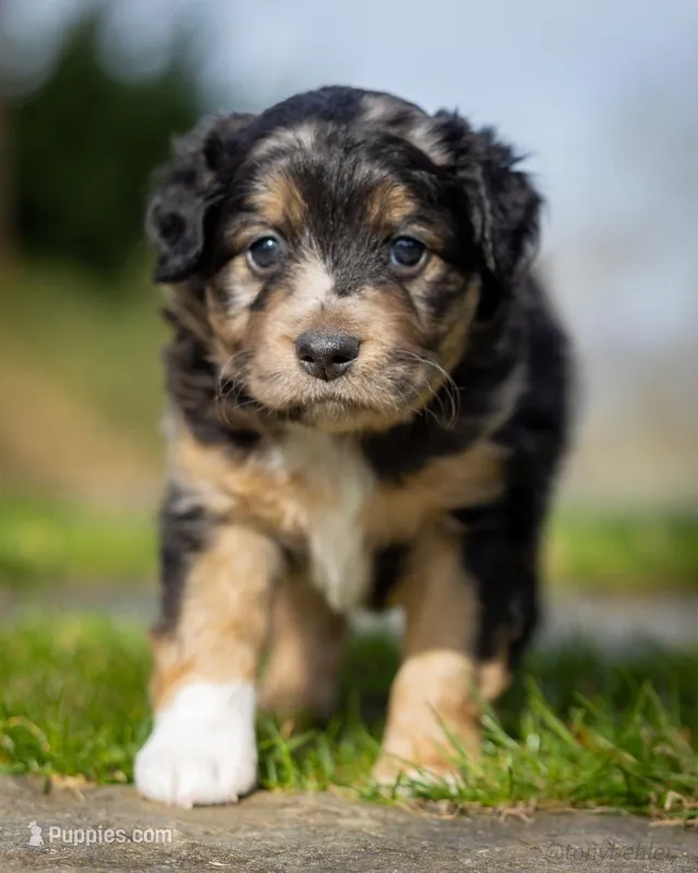Casanova  – Miniature Aussiedoodle puppy for sale in Grants Pass, OR