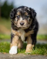 Casanova , a male Miniature Aussiedoodle for sale in Grants Pass, OR – Photo 1 of 7