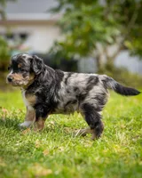Casanova , a male Miniature Aussiedoodle for sale in Grants Pass, OR – Photo 5 of 7