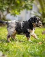 Casanova , a male Miniature Aussiedoodle for sale in Grants Pass, OR – Photo 7 of 7