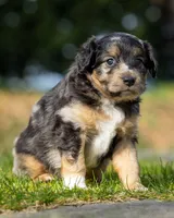 Casanova , a male Miniature Aussiedoodle for sale in Grants Pass, OR – Photo 3 of 7