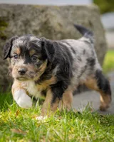 Casanova , a male Miniature Aussiedoodle for sale in Grants Pass, OR – Photo 2 of 7