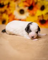 Litter, a female Poodle - Miniature  for sale in Grants Pass, OR – Photo 4 of 10