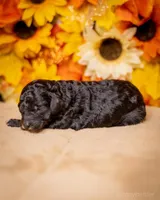 Litter, a female Poodle - Miniature  for sale in Grants Pass, OR – Photo 3 of 10