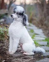 Litter, a female Poodle - Miniature  for sale in Grants Pass, OR – Photo 10 of 10