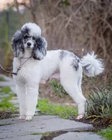 Litter, a female Poodle - Miniature  for sale in Grants Pass, OR – Photo 9 of 10