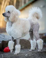 Litter, a female Poodle - Miniature  for sale in Grants Pass, OR – Photo 8 of 10