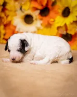 Litter, a female Poodle - Miniature  for sale in Grants Pass, OR – Photo 7 of 10