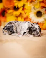 Litter, a female Poodle - Miniature  for sale in Grants Pass, OR – Photo 1 of 10
