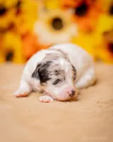 Litter, a female Poodle - Miniature  for sale in Grants Pass, OR – Photo 2 of 10