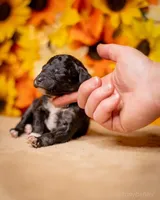 Litter, a female Poodle - Miniature  for sale in Grants Pass, OR – Photo 6 of 10