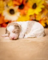 Litter, a female Poodle - Miniature  for sale in Grants Pass, OR – Photo 5 of 10