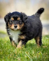 Valentina , a female Miniature Aussiedoodle for sale in Grants Pass, OR – Photo 6 of 7