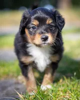 Valentina , a female Miniature Aussiedoodle for sale in Grants Pass, OR – Photo 5 of 7