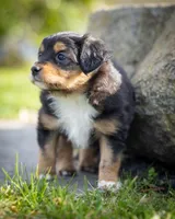 Valentina , a female Miniature Aussiedoodle for sale in Grants Pass, OR – Photo 2 of 7