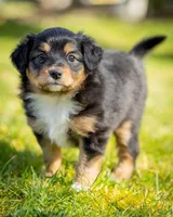 Valentina , a female Miniature Aussiedoodle for sale in Grants Pass, OR – Photo 4 of 7