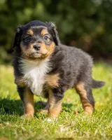 Valentina , a female Miniature Aussiedoodle for sale in Grants Pass, OR – Photo 3 of 7