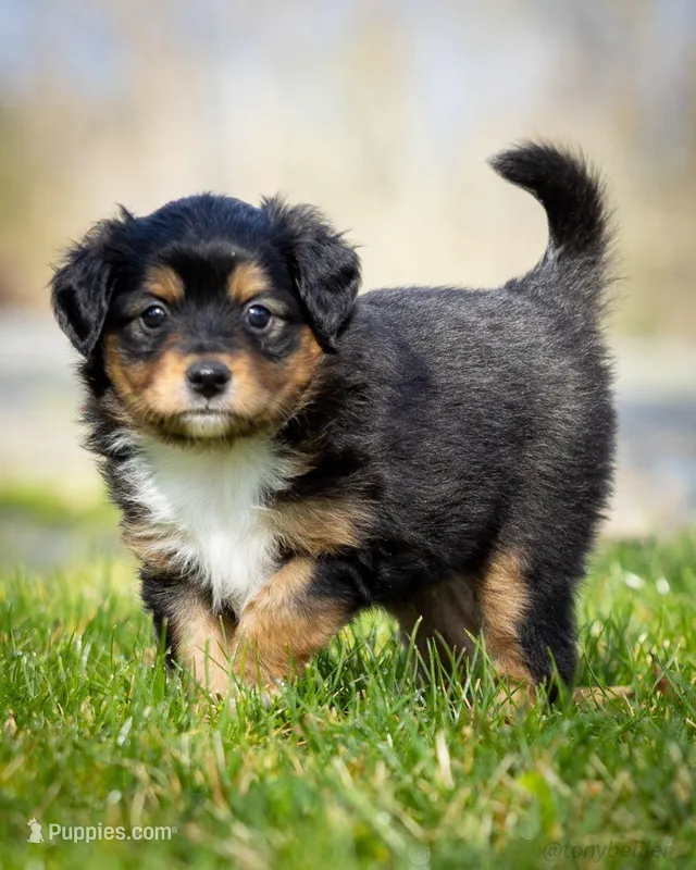 Valentina  – Miniature Aussiedoodle puppy for sale in Grants Pass, OR