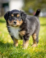 Valentina , a female Miniature Aussiedoodle for sale in Grants Pass, OR – Photo 7 of 7