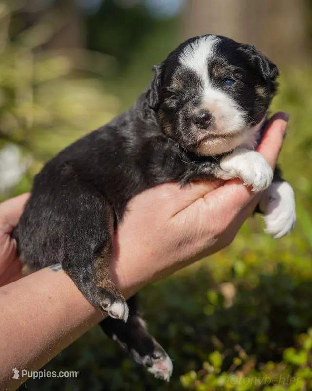 Poppy – Miniature Australian Shepherd puppy for sale in Grants Pass, OR