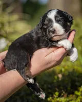 Poppy, a female Miniature Australian Shepherd for sale in Grants Pass, OR – 1 of 1